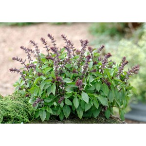 Blu Thai-Basilikum im Topf (Ø 12cm) mit grünen Blättern und violetten Blüten.