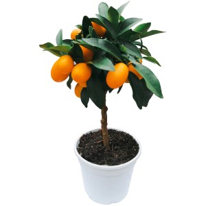 GROW by OBI Citrus Stämmchen (Citrus mitis) im Topf, ca. 40 cm hoch, mit orangen Früchten.