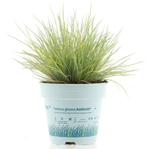 Bärenfell Schwingel "Ami Gold" Topf-Ø ca. 10,5 cm Festuca gautieri