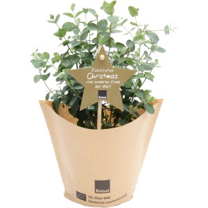 Blu Bio-Eukalyptus Christmas im Topf, ca. 12 cm Ø. Weihnachtliche Balkonpflanze mit Stern-Etikett.