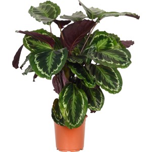 Korbmarante (Calathea) im Topf, ca. 65-75 cm hoch, mit grün-weiß gemusterten Blättern.