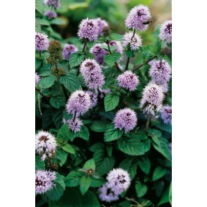 Bach-Minze Violett im Topf, Teichpflanze mit violetten Blüten und grünen Blättern.