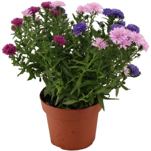 Aster "Trio" im Topf, ca. 14 cm, mit Blüten in Lila, Rosa und Blau.