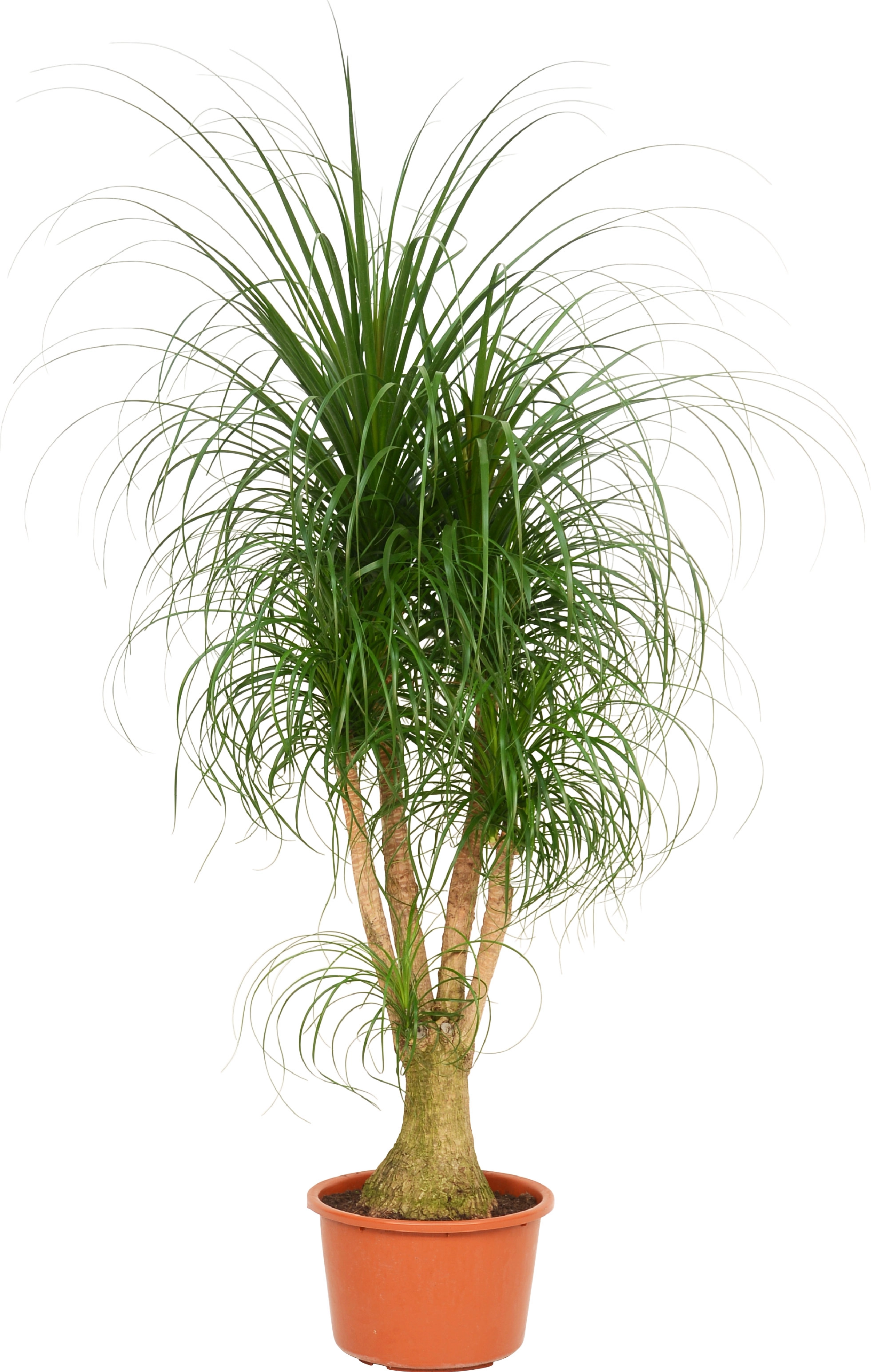 Elefantenfuß TopfØ ca. 40 cm (Beaucarnea recurvata) kaufen bei OBI