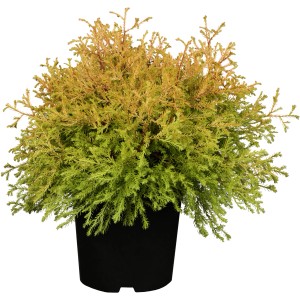 Lebensbaum "Rheingold" Höhe 20 - 25 cm Topf ca. 2 l  Thuja occidentalis