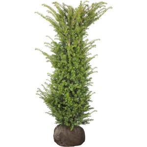 Eibe Set à 10 Stück Höhe ca. 160 - 180 cm Taxus baccata