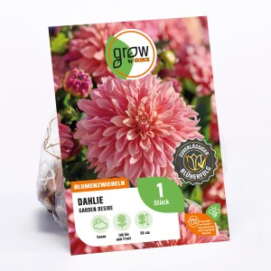 GROW by OBI Dahlie Garden Desire, rosa Blüte, Höhe ca. 50cm. Blumenzwiebel für Beet und Pflanzkästen.