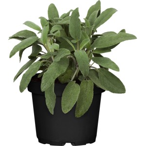 GROW by OBI Salbei (Salvia officinalis) im Topf, Küchenkräuter für Tee und vielseitige Verwendung.