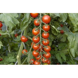 Cherrytomate Duo im Topf: Rote, reife Früchte an der Pflanze. Ideal für Balkon und Terrasse.