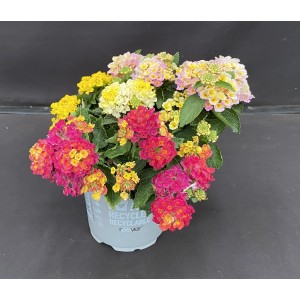 Farbenfrohes Wandelröschen Trio im Topf (Ø 12cm) von GROW by OBI. Blühende Kübelpflanze mit gelben, pinken und orangen Blüten.