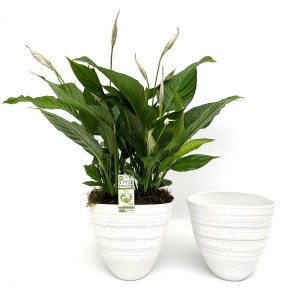 Einblatt Sweet Silvio im weißen Keramiktopf, ca. 26 cm Topf-Ø. Blühpflanze für Innenräume.