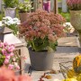 Fetthenne 'Sedum' im Topf, aufrecht wachsend, rosa Blüten, pflegeleichte Staude für sonnige Standorte.