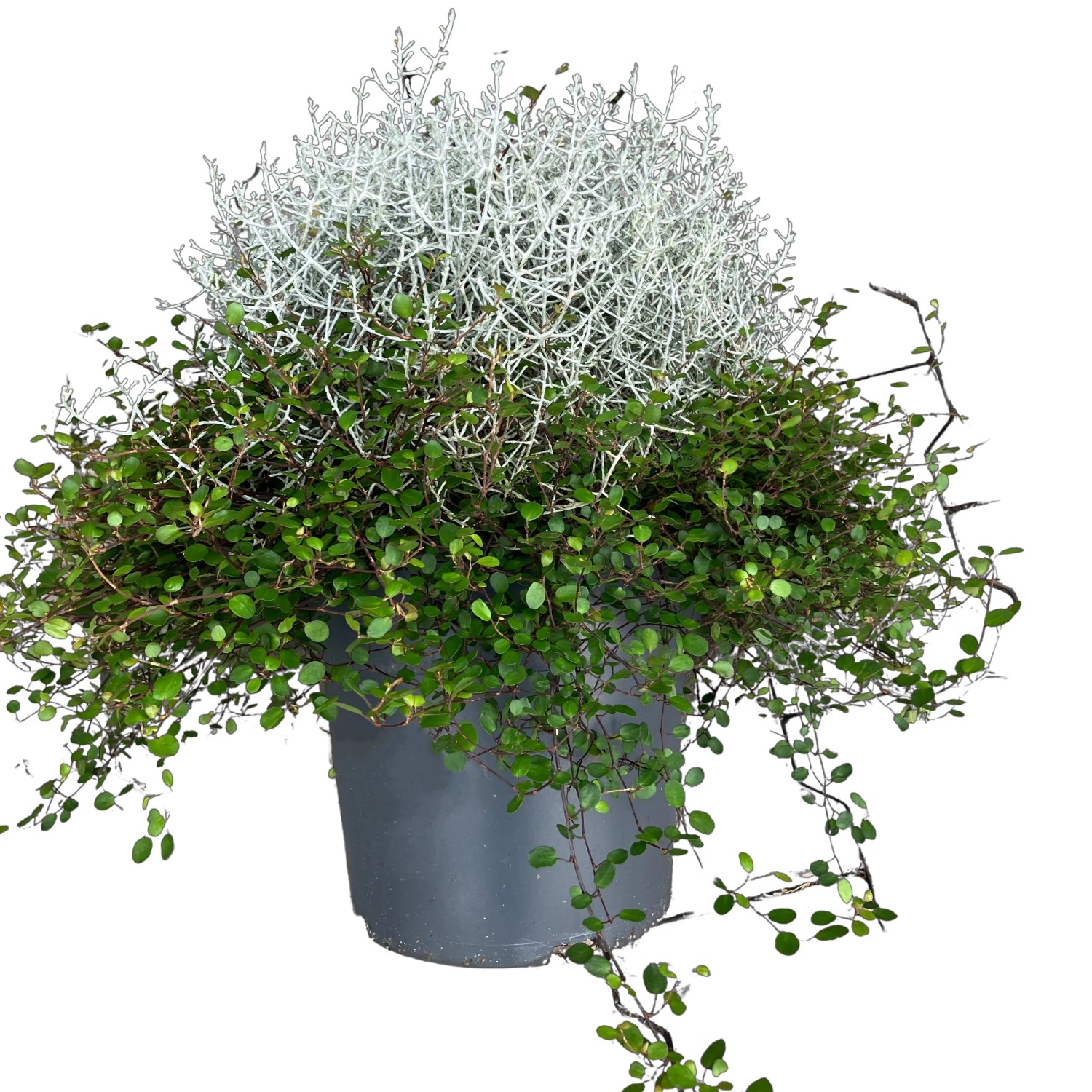 essbare blüten saatgut bio Essbare Blüten Saatgut-Box S Bio – Eschenfelder