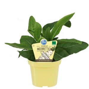 Blu Bio-Meerrettich im Topf (Ø 12cm) mit grünen Blättern und gelbem Topf.