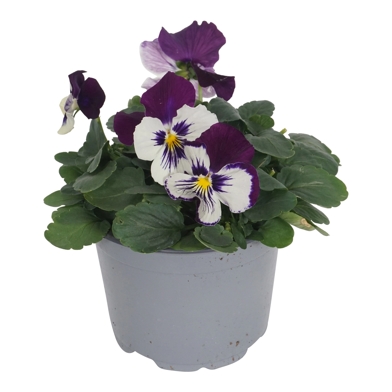 GROW by OBI Stiefmütterchen "Cats" TopfØ ca. 13 cm Viola wittrockiana