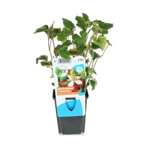 Molchschwanz "Chamaeleon" Weiß Topf-Ø ca. 9 cm Houttuynia cordata