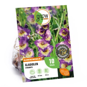 Packung GROW by OBI Gladiole Gladiolus Dynamite mit violett-gelben Blüten.