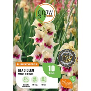 Verpackung GROW by OBI Gladiole Gladiolus grandifl. Amber Mistique mit cremeweißen Blüten und rosa Akzenten.