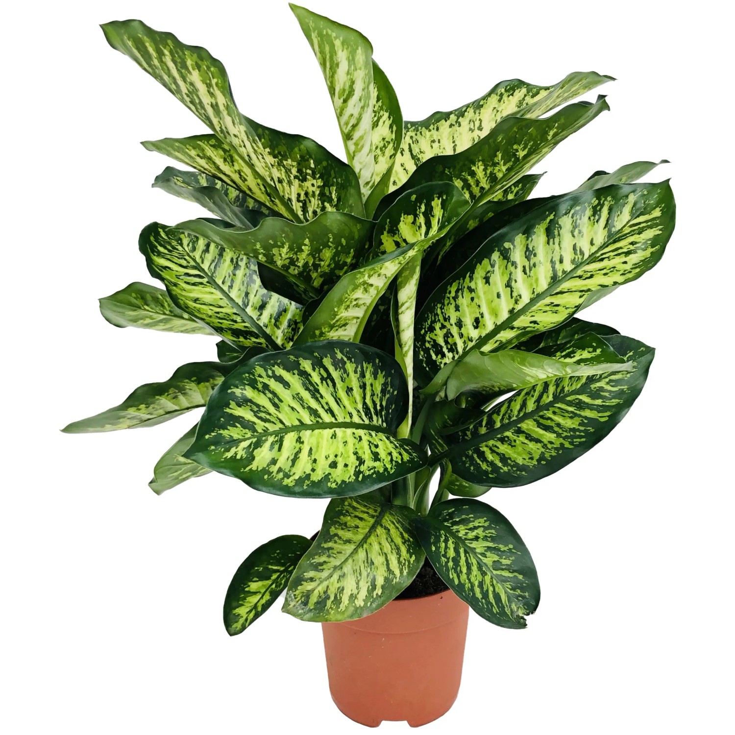banane variegata Banana main image 0
