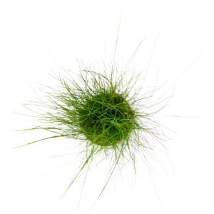 Dennerle Plants Eleocharis Acicularis Aquariumpflanze, grüne Nadelsimse für den Vordergrund.