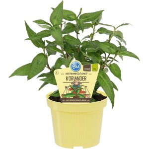 Blu Bio Vietnamesischer Koriander im gelben Topf, Küchenkräuter für asiatische Gerichte.