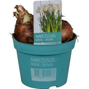 Narzisse 'Bridal Crown' im Topf, cremeweiße Blüten, ideal für Frühjahrsbepflanzung auf Balkon und Terrasse.