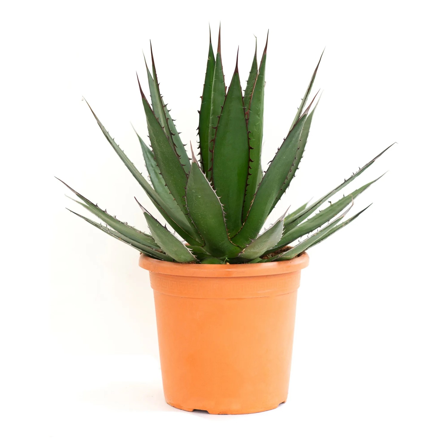 GROW by OBI Amerikanische Agave Hhe ca. 20 cm Topf ca. 6 l Agave americana  kaufen bei OBI