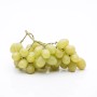 Frische, grüne Weintrauben der Sorte GROW by OBI Wein (Vitis vinifera), ca. 80 cm hoch.