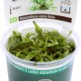 Dennerle Aquariumpflanze Heteranthera zosterifolia In-Vitro im Topf, grüne Wasserpflanze.