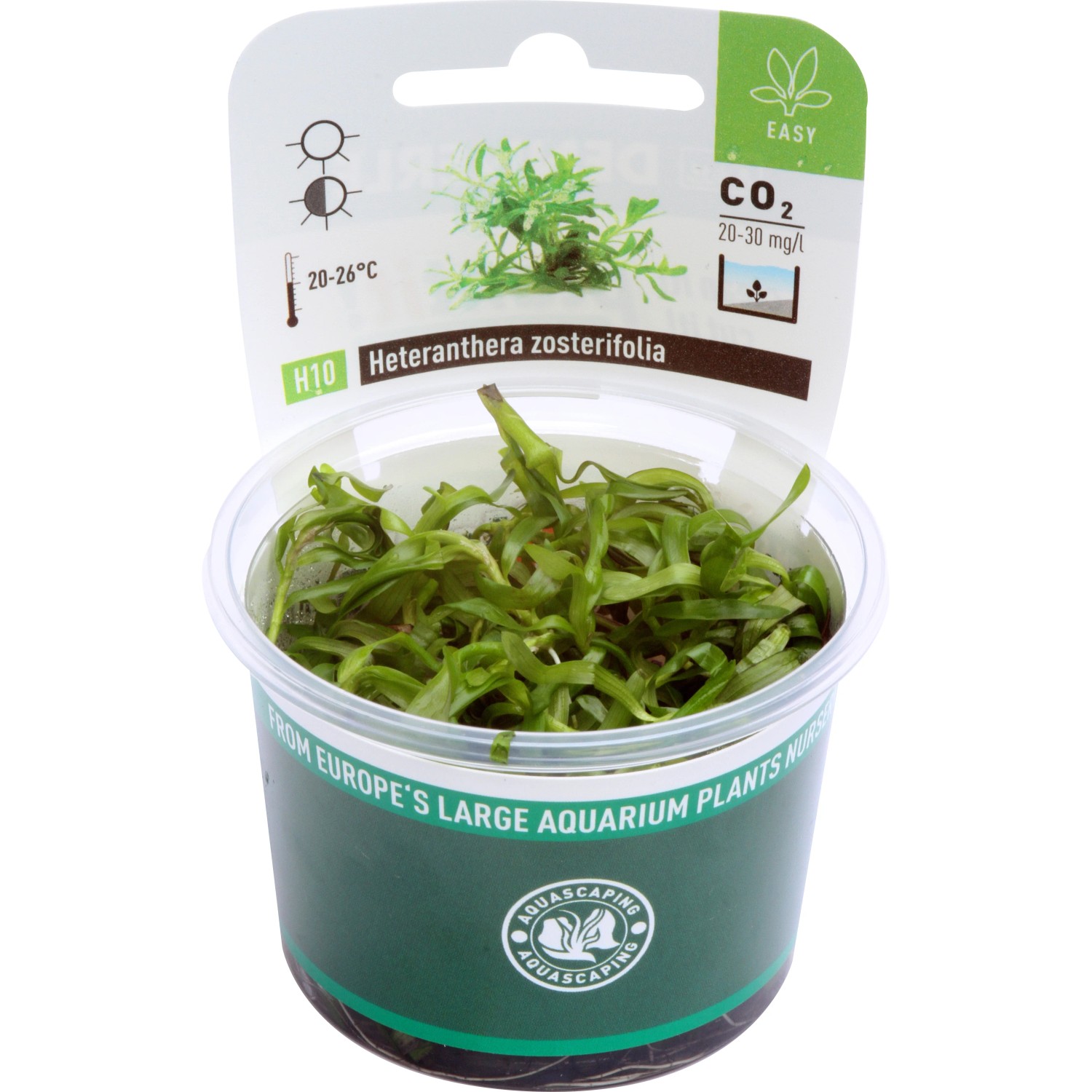 Dennerle Aquariumpflanze Heteranthera zosterifolia In-Vitro im Topf, grüne Wasserpflanze.