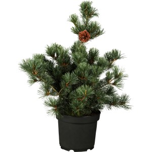 OBI Japanische Zwergmädchenkiefer "Negishi" Höhe ca. 20 - 30 cm Topf ca. 4,6 l