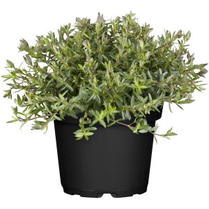 GROW by OBI Sandkraut Ronda im 13 cm Topf. Polsterstaude mit grünen Blättern im schwarzen Topf.