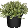 GROW by OBI Sandkraut Ronda im 13 cm Topf. Polsterstaude mit grünen Blättern im schwarzen Topf.