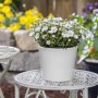 GROW by OBI Sandkraut 'Ronda' im Topf auf Gartentisch, weiße Blüten.
