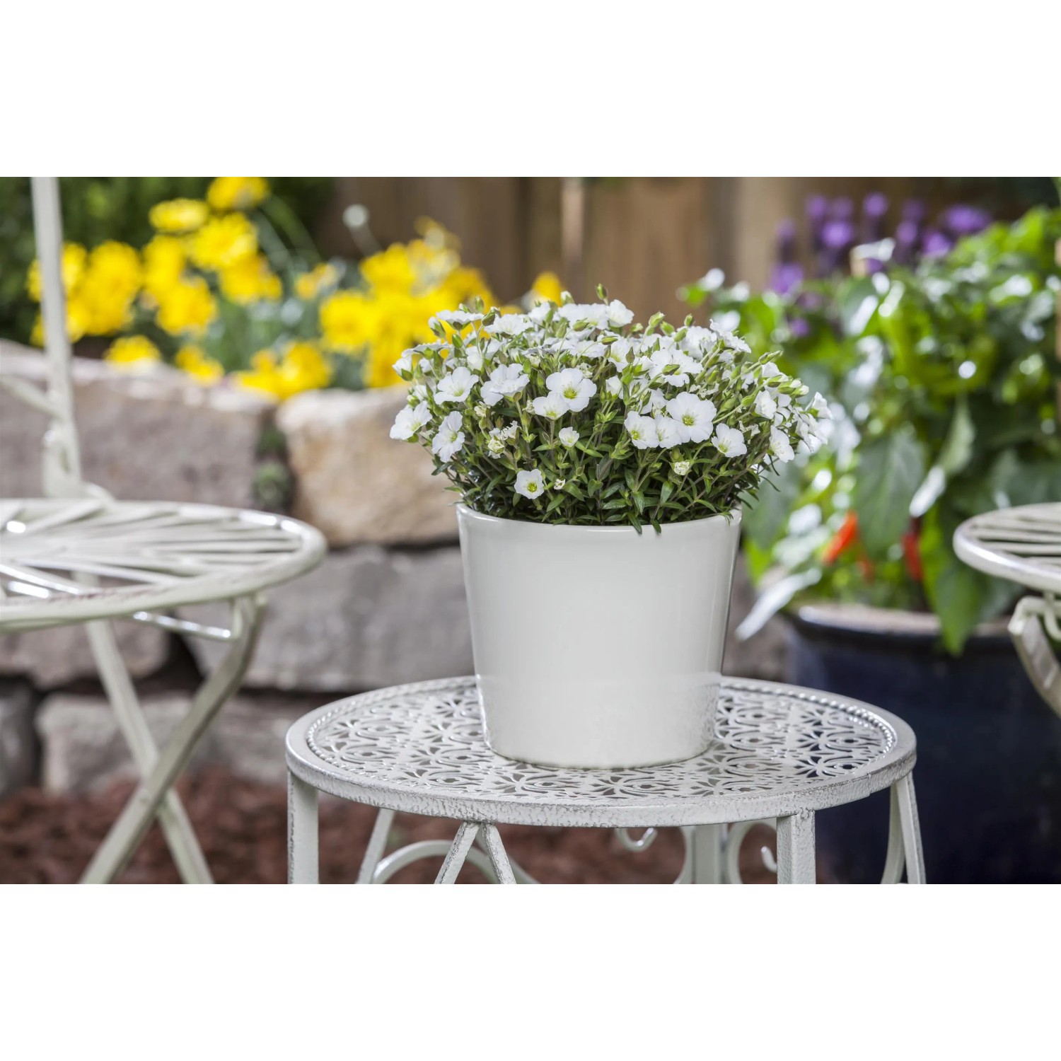 GROW by OBI Sandkraut 'Ronda' im Topf auf Gartentisch, weiße Blüten.