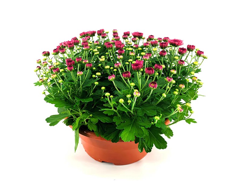 Korbblütler Schale T19 Chrysanthemum ind. Schale Uni kaufen bei OBI