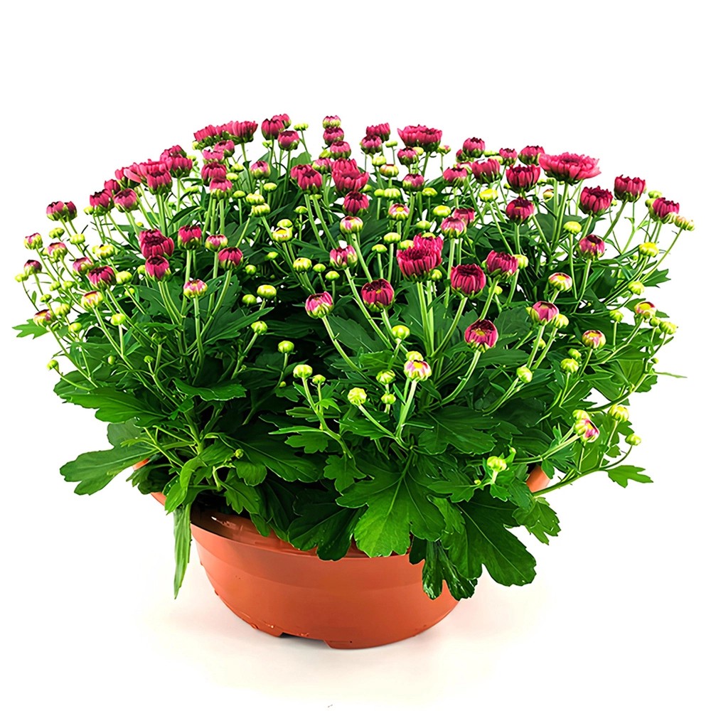 Korbblütler Schale T19 Chrysanthemum ind. Schale Uni kaufen bei OBI