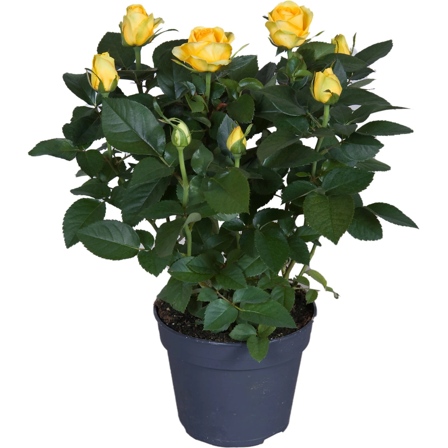GROW by OBI Zimmerrose Gelb Hhe ca. 33 - 39 cm Topf  ca. 13 cm kaufen bei  OBI