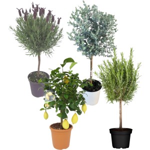 Mediterraner Sortenmix: Lavendel, Zitrone, Eukalyptus und Rosmarin als dekorative Kübelpflanzen.