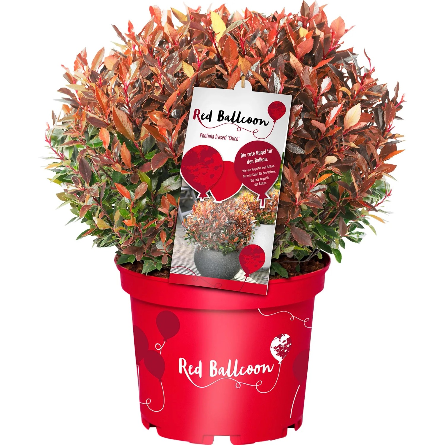 Glanzmispel "Red Ballcon" Topf ca. 4,6 l Photinia kaufen bei OBI