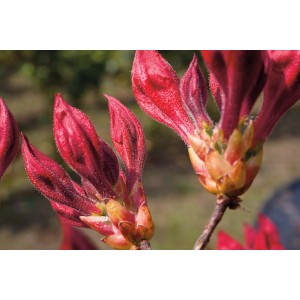 Nahaufnahme der orangeroten Blütenknospen der sommergrünen Azalee Royal Command.