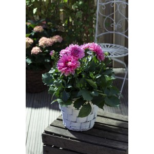 Dahlie 'Dahlietta Patty' im Topf mit dunkelroten Blüten, ca. 25-30 cm hoch.