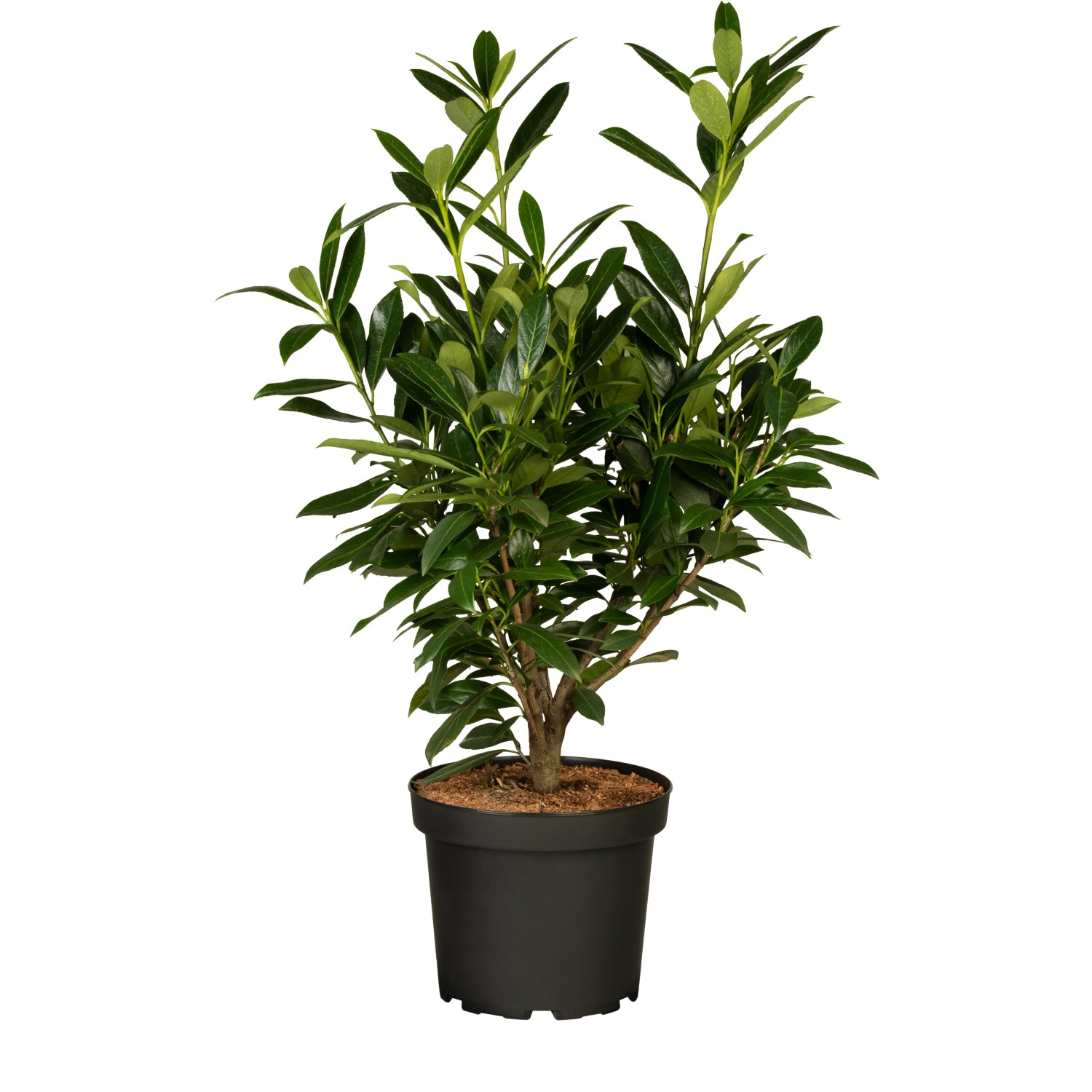 monstera thai constellation kaufen Monstera 'Thai Constellation' | Indoor Plant | Tropical Plant main image 1