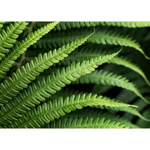 Detailaufnahme der Komar Fototapete Vlies Farn, grüne Farne im Fokus.