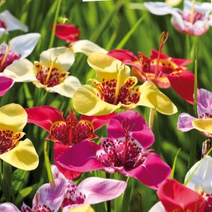Farbenfrohe Tigridia Mischung von GROW by OBI. Blumenzwiebeln mit roten, gelben und pinken Blüten.