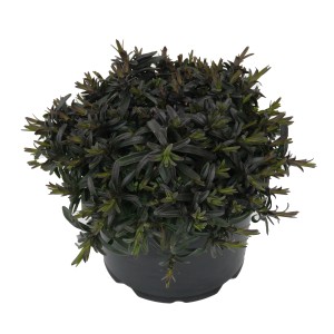 Heidenelke Lila im Topf, Dianthus deltoides, dichte, sattgrüne Polster für Gruppenbepflanzung.