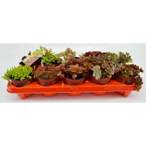 Fetthenne 'Symphonie' im Topf, verschiedene Sorten in Orange Tablett.