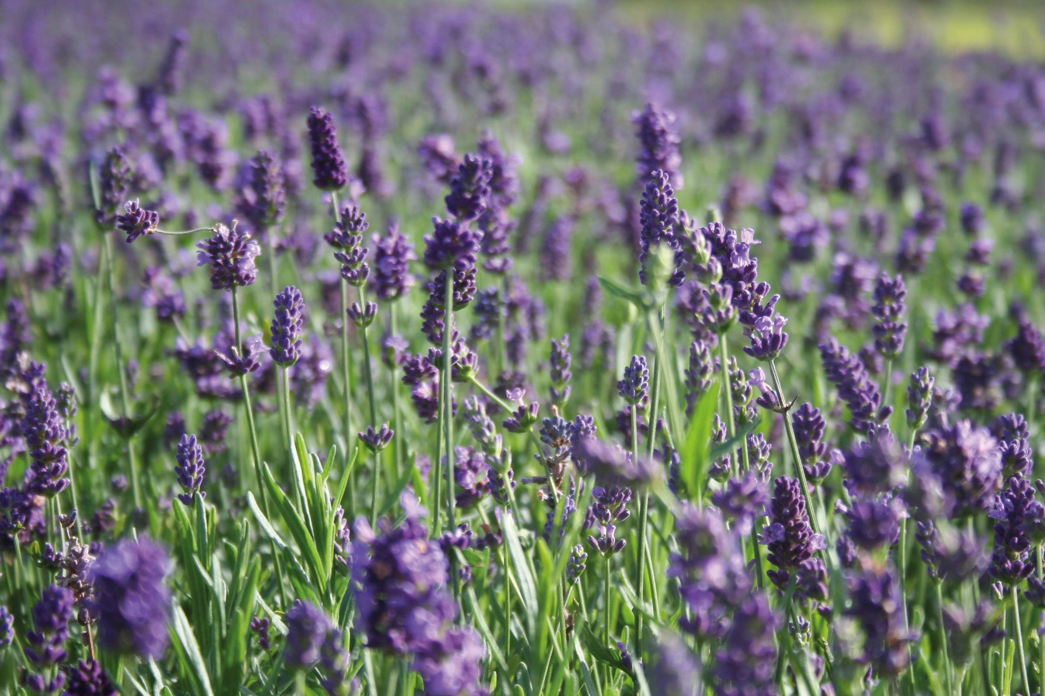 OBI Lavendel Felice Light Blue Topf Ø ca 17 cm Lavandula angustifolia kaufen bei OBI