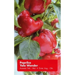 Rote Paprika Yolo Wonder an der Pflanze, Gemüsesamen für sonnige Standorte.