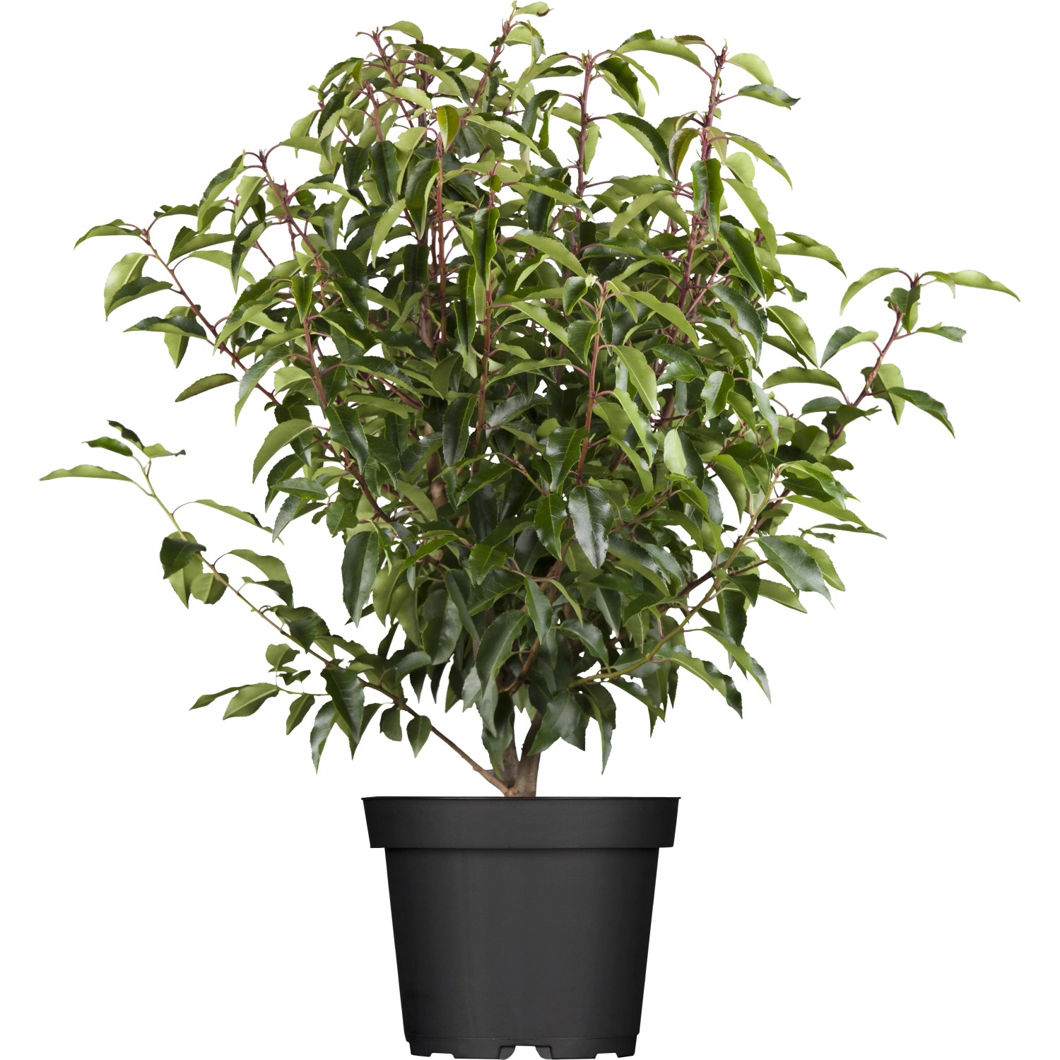Kirschlorbeer "Angustifolia" Set  50 Stck Hhe ca. 80-100 cm Prunus  lusitanica kaufen bei OBI